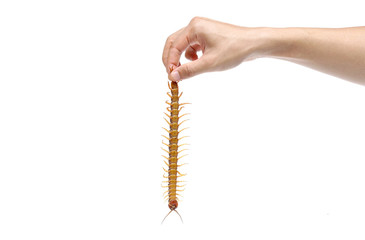 Hand holding a centipede from its tail