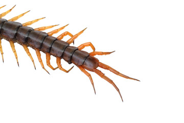 Closeup of the beneath side of a cantipede tail