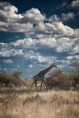 African Landscape with Giraffe