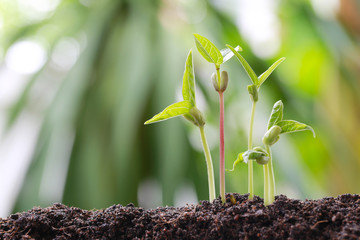 Green bean sprouts on soil in the vegetable garden and have nature bokeh background.