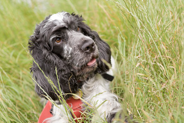 Fototapeta premium Blue Roan Cocker Spaniel sits in long grass