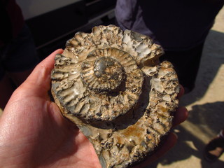 Fossils on the beach of Dorset England © Lana Kray