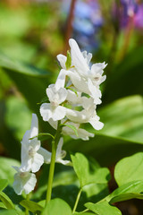 白いエゾエンゴサク