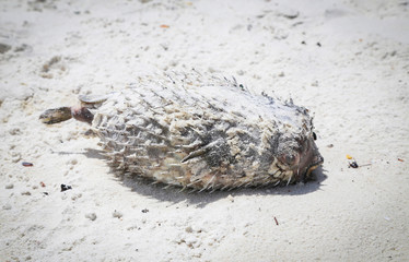 Dead puffer fish on beach