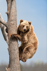 Brown bear climbing in tree against blue sky