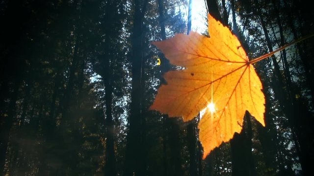 Single leaf with sun shining through and forest in the background. Autumn. Loop.