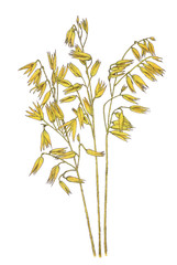 Ears of Common oat (Avena sativa) botanical drawing