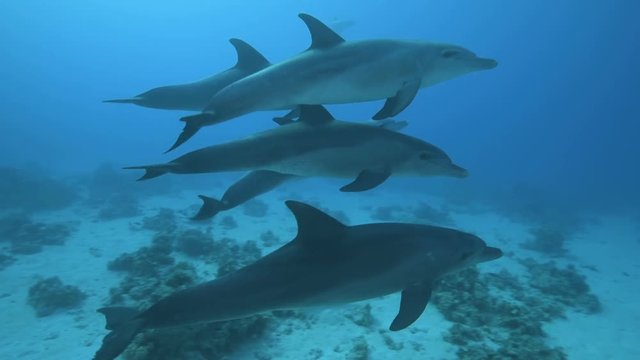 Playing dolphins in the Red Sea.