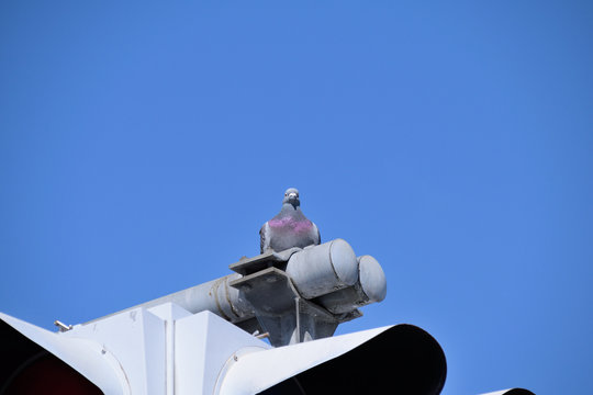 Dove on a 
traffic signal.
