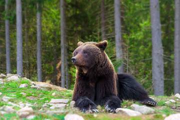 Brown bear rest in forest