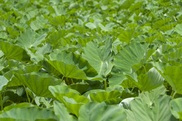 田芋（ターンム）畑