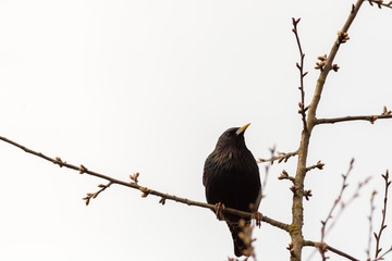 a bird walking on the grass