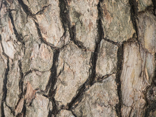 wood texture and bark background