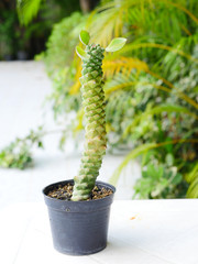 Small Cactus in jar