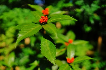 センリョウの実