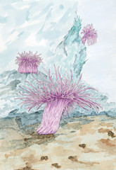 Painting of a Sea anemones polyps © Pawel Burgiel