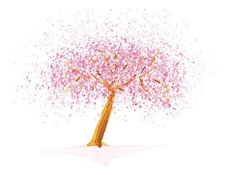 Pink flowering cherry tree over white background
