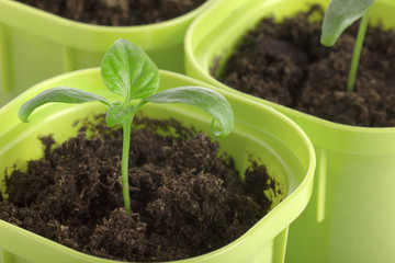 sprouts bell peppers in green glasses