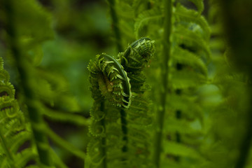 Naklejka premium Young green fern grass at spring. Trendy color concept is selective focus to blur background 