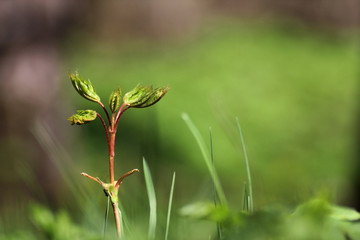 the sprout of a young tree in the sunlight