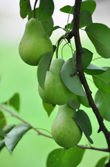 three green pears on branch