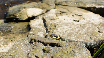 Grass snake (natrix natrix) in it's habitat - on hot stones of river bank.