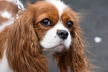 Cavalier King Charles Spaniel portrait close-up outdoor on gray background
