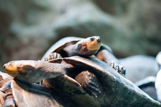 Schildkröten aufeinander