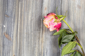 rose on the wooden