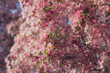 Flowering pink apple trees in the garden. Nature