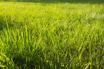 Grass on a lawn illuminated by the sun. Natural background