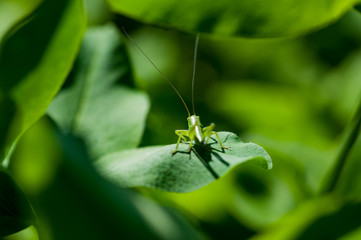 Heuschrecke auf Gras