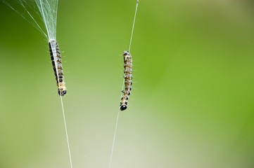 Larven der Gespinstmotte