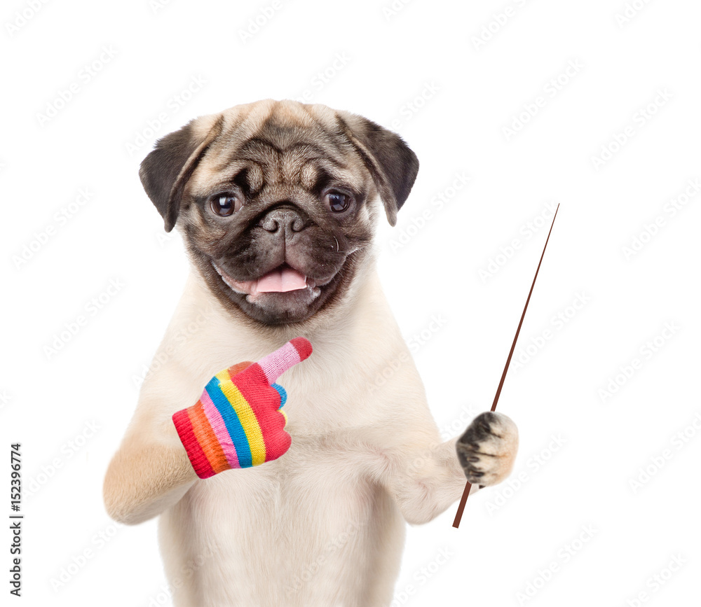 Poster Pug puppy holding a pointing stick and points away. isolated on white background