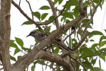 bird on branch