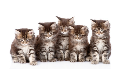 large group of small maine coon cats sitting in front view. isolated on white background