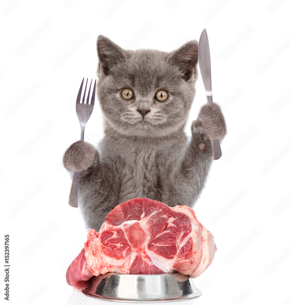 Poster cat with a piece of raw meat holds a knife and fork. isolated on white background