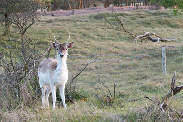Deer smiling to the camera