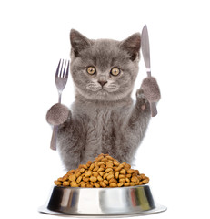 Cat with bowl of dry dog food holds a knife and fork. isolated on white background