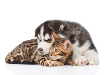 Siberian Husky puppy lying with bengal kitten. isolated on white background