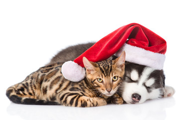 Siberian Husky puppy in santa hat sleep with bengal kitten. isolated on white background