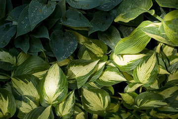 Background: Various qualities of Hosta undulata plant of variegated and uniform color, illuminated...