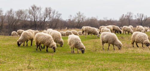 Scenery with flock of sheep in remote rural area, on a river bank, in spring