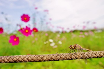 トンボとコスモス