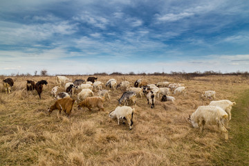 Obraz premium Pastoral scenery with herd of goats along river bank, in Eastern Europe