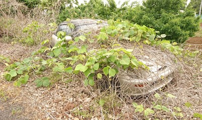 ツタに覆われた廃車