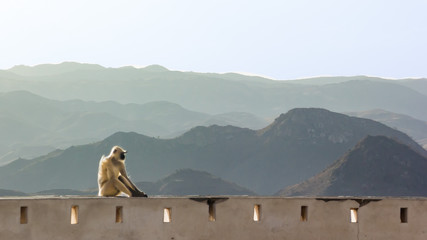 Thoughtful Indian Monkey