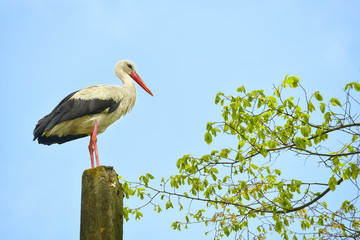A bird stork on a pole among the green tree branches against the blue spring sky.
