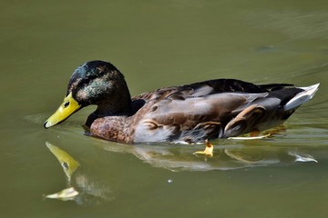 Eine schwimmende Stockente spiegelt sich im Wasser