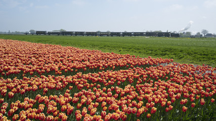 Flower Fields with Steam Train nearby Lisse & Amsterdam, The Netherlands